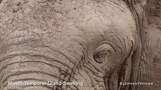 Musth-Temporal-Gland-Swelling. Context: Advertisement & Attraction (5)