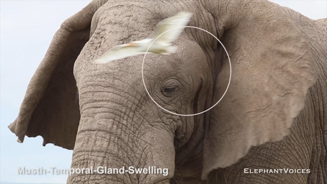 Musth-Temporal-Gland-Swelling. Context: Advertisement & Attraction (8)
