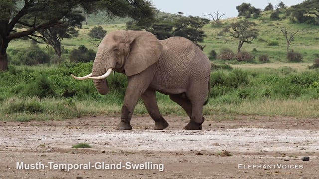 Musth-Temporal-Gland-Swelling. Context: Advertisement & Attraction (4)