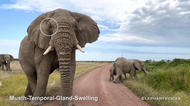 Musth-Temporal-Gland-Swelling. Context: Advertisement & Attraction (6)