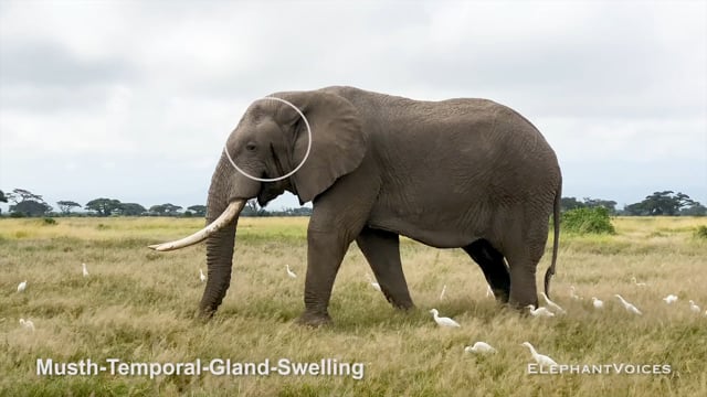 Musth-Temporal-Gland-Swelling. Context: Advertisement & Attraction (7)
