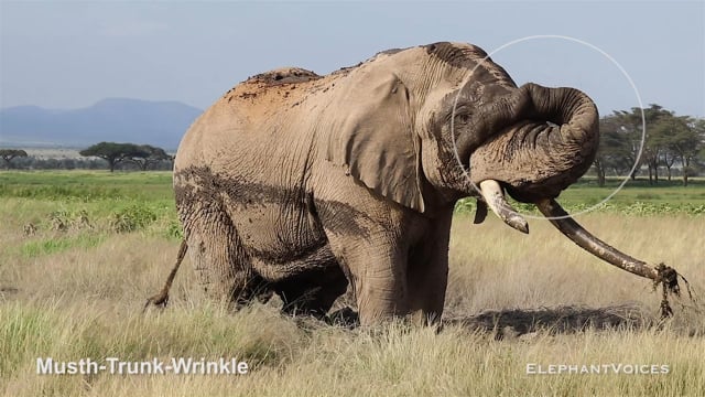 Musth-Trunk-Wrinkle. Context: Advertisement & Attraction (2)
