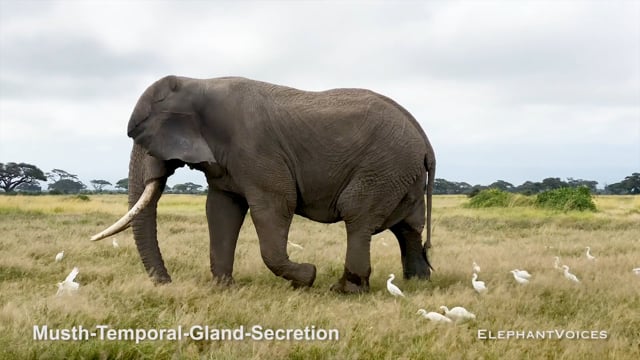 Musth-Temporal-Gland-Secretion. Context: Advertisement & Attraction (4)