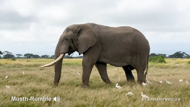 Musth-Rumble. Context: Advertisement & Attraction (17)