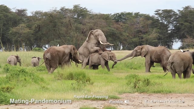 Mating-Pandemonium. Context: Advertisement & Attraction (3)