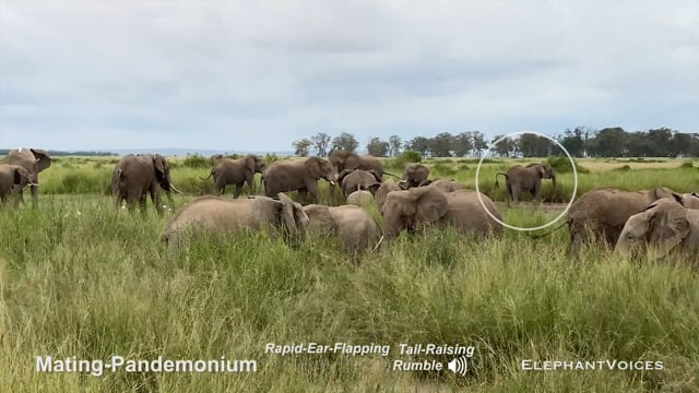 Mating-Pandemonium. Context: Advertisement & Attraction (2)