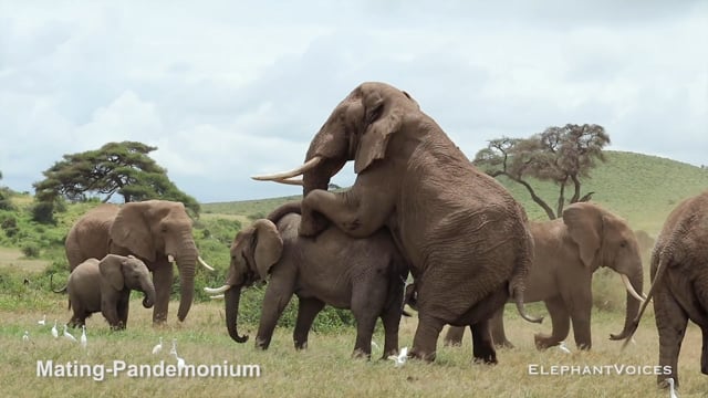 Mating-Pandemonium. Context: Advertisement & Attraction (4)