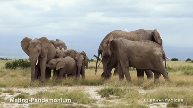 Mating-Pandemonium. Context: Advertisement & Attraction (5)