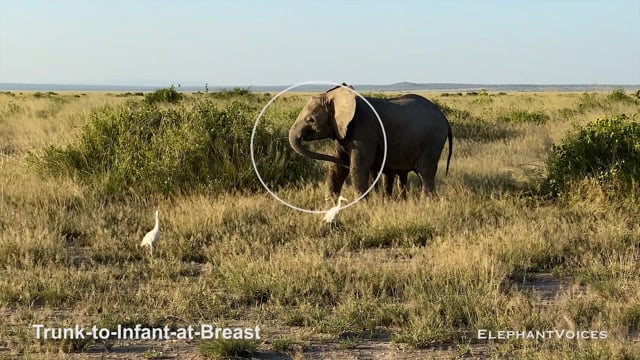 Trunk-to-Infant-at-Breast. Context: Calf Nourishment & Weaning (12)