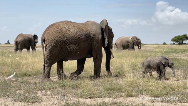 Trunk-to-Infant-at-Breast. Context: Calf Nourishment & Weaning (10)