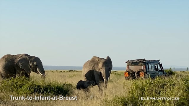 Trunk-to-Infant-at-Breast. Context: Calf Nourishment & Weaning (11)