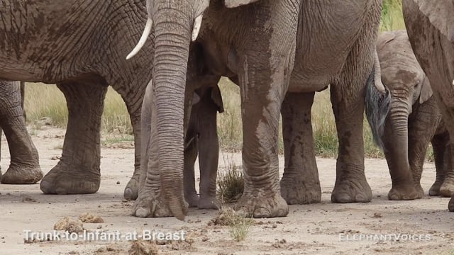 Trunk-to-Infant-at-Breast. Context: Calf Nourishment & Weaning (13)