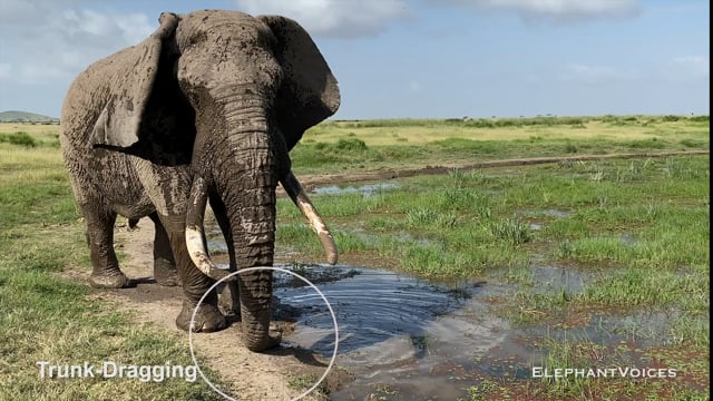Trunk-Dragging. Context: Advertisement & Attraction (5)