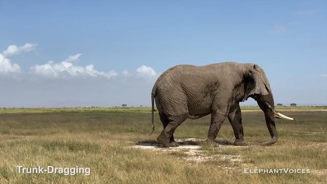 Trunk-Dragging. Context: Advertisement & Attraction (6)