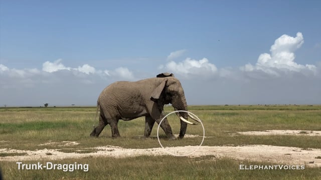 Trunk-Dragging. Context: Advertisement & Attraction (7)
