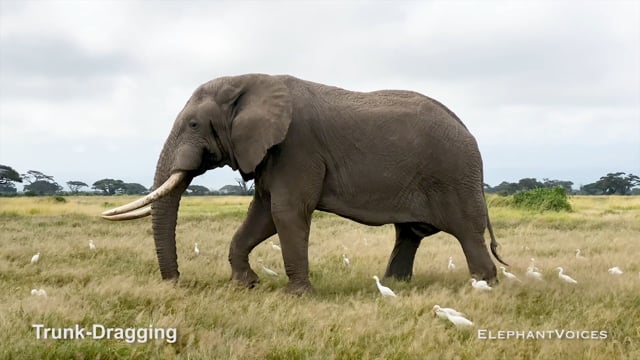 Trunk-Dragging. Context: Advertisement & Attraction (8)