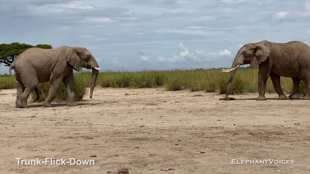 Trunk-Flick-Down. Context: Advertisement & Attraction  (2)