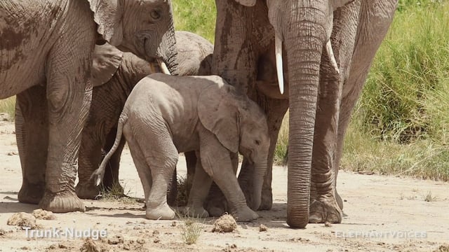 Trunk-Nudge. Context: Calf Reassurance & Protection (3)