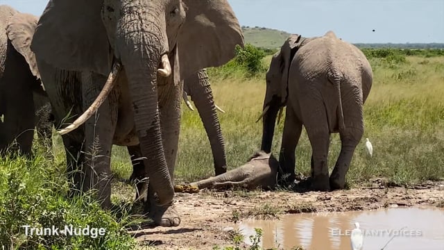 Trunk-Nudge. Context: Calf Reassurance & Protection (2)