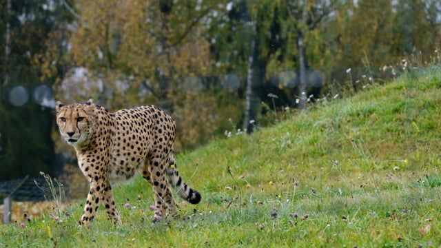 10+ Free Cheetah & Animal Videos, HD & 4K Clips - Pixabay