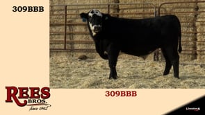 Lot #309BBB - 309BBB