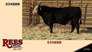 Lot #534BBB - 534BBB