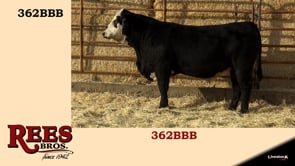Lot #362BBB - 362BBB