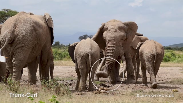 Trunk-Curl. Context: Advertisement & Attraction (6)