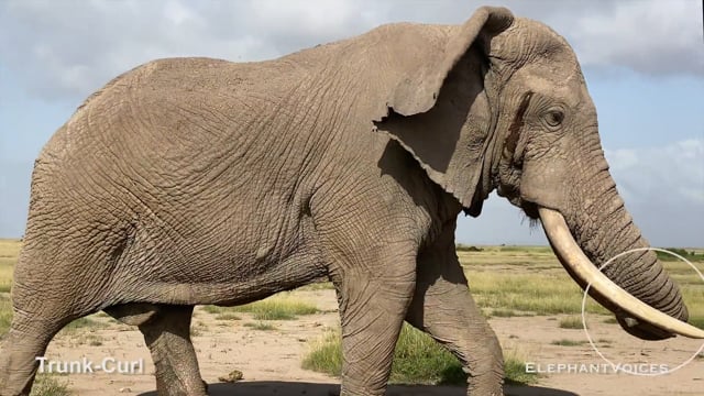 Trunk-Curl. Context: Advertisement & Attraction (4)