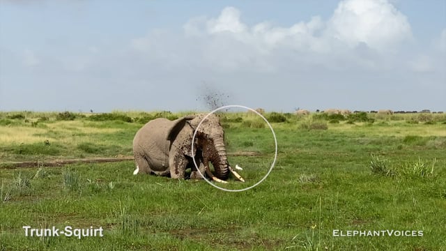 Trunk-Squirt. Context: Foraging & Comfort Technique (2)