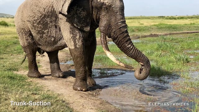 Trunk-Suction. Context. Advertisement & Attraction (2)