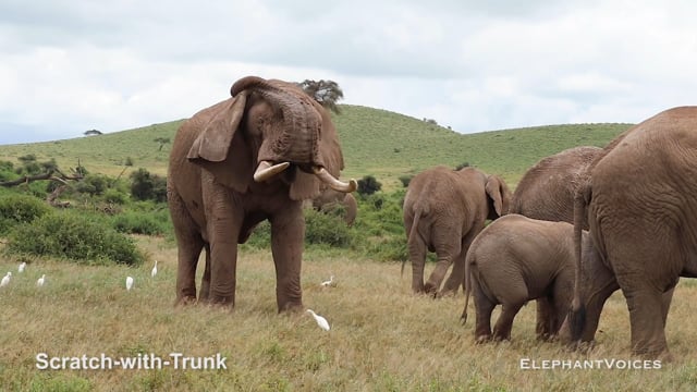 Scratch-with-Trunk. Context: Foraging & Comfort Technique (14)