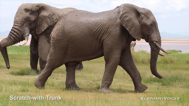 Scratch-with-Trunk. Context: Foraging & Comfort Technique (15)