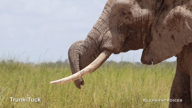 Trunk-Tuck. Context: Attentive (5)