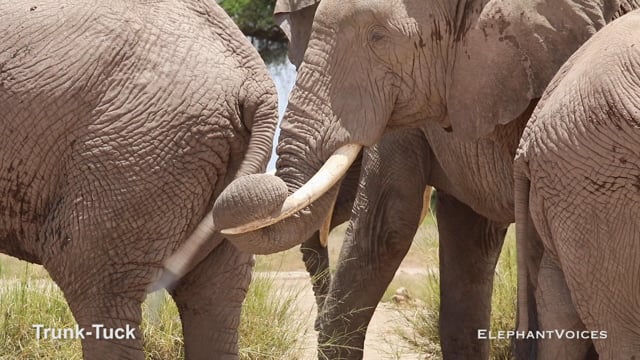 Trunk-Tuck. Context: Attentive (6)