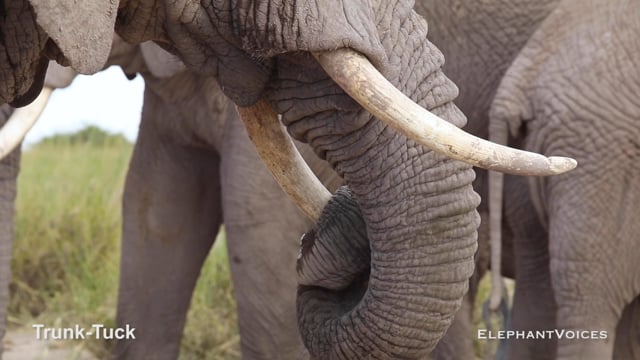 Trunk-Tuck. Context: Attentive (7)