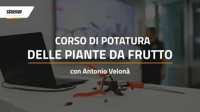 Le basi della potatura delle piante da frutto – Corso gratuito con Antonio  Velonà - Stocker Garden