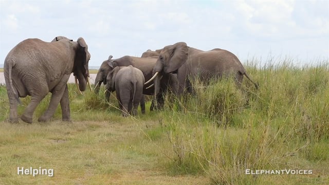 Helping. Context: Affiliative (1)