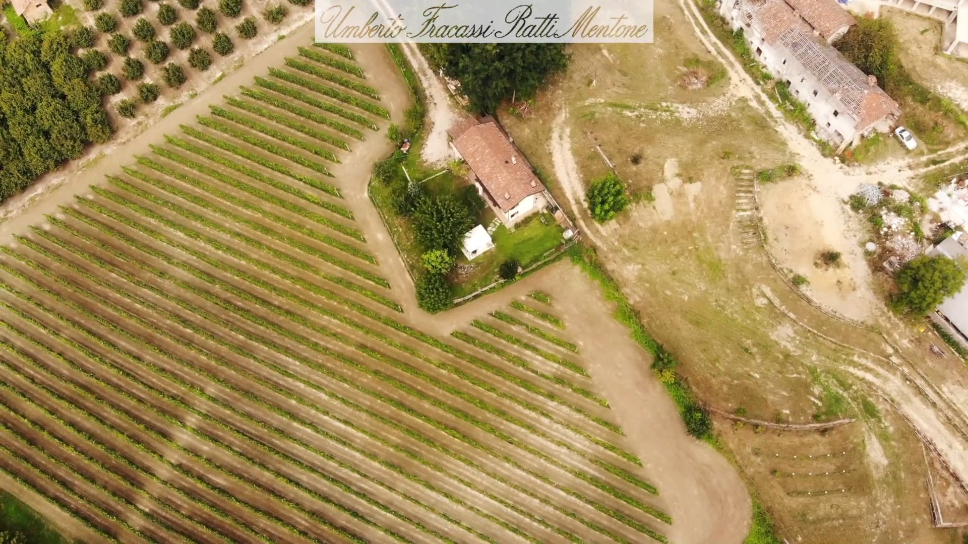 Umberto Fracassi | Il vigneto tra Cherasco e La Morra | The vineyard between Cherasco e La Morra