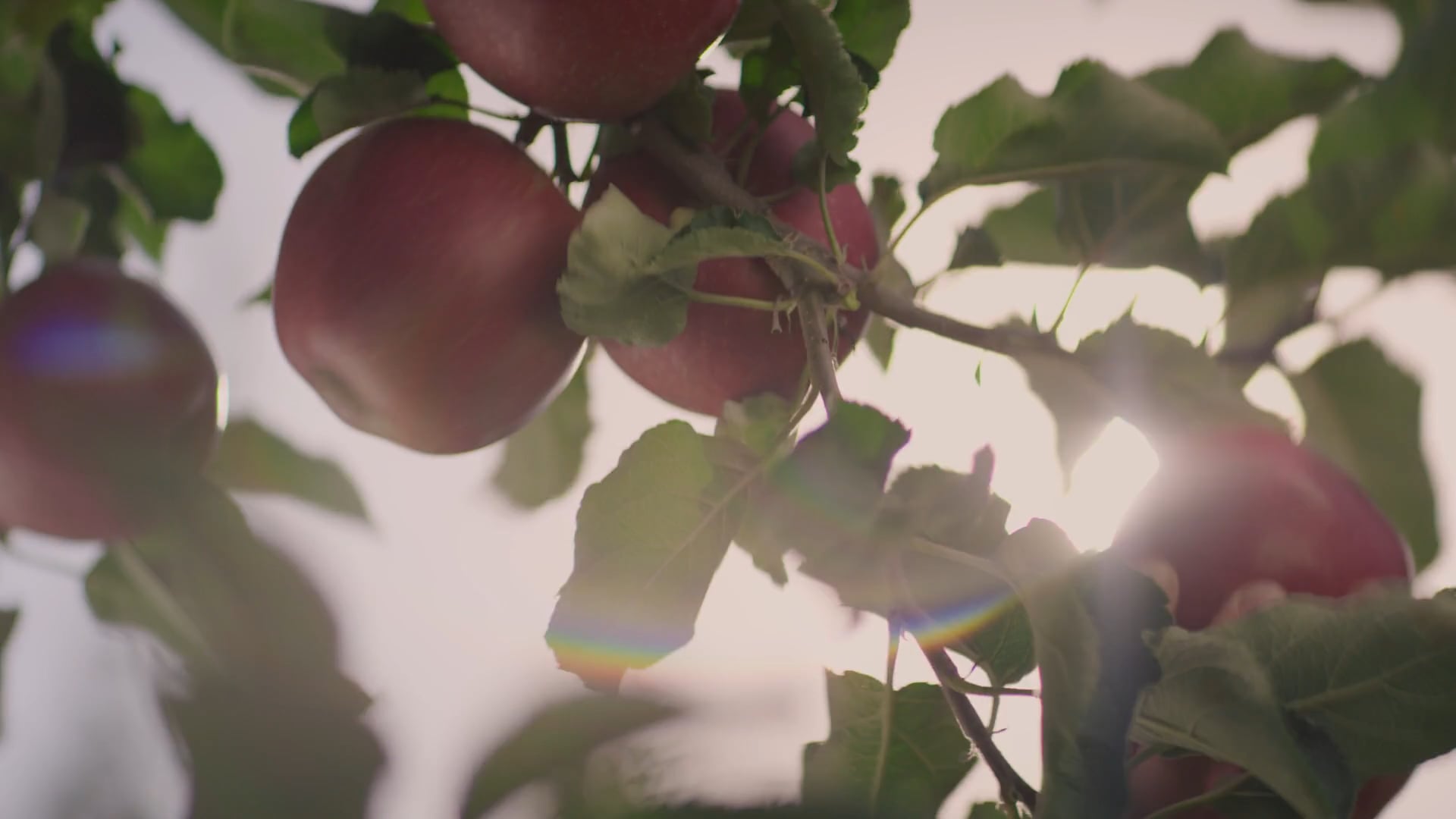 "Novus Apple Garden" commercial