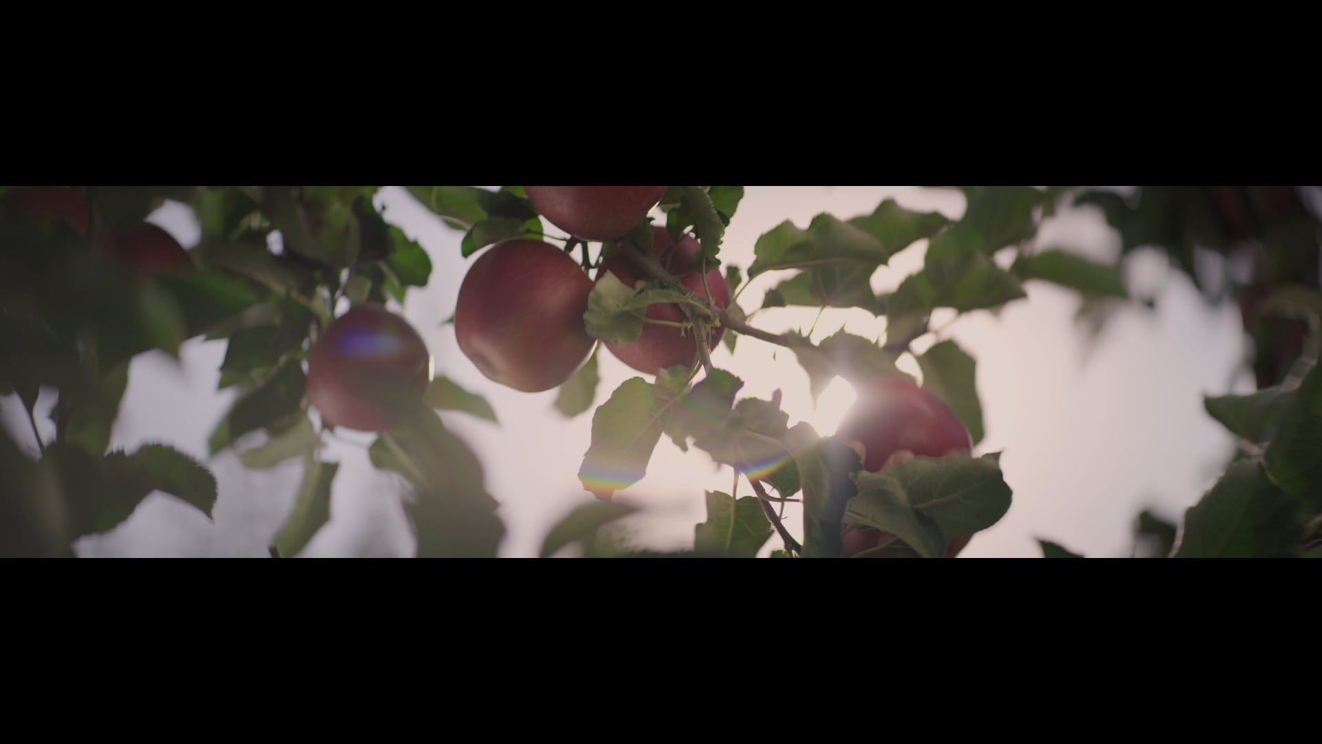 "Novus Apple Garden" commercial