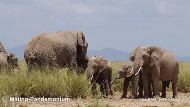 Mating-Pandemonium. Context: Advertisement & Attraction (6)