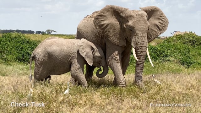 Check-Tusk. Context: Attentive (1)