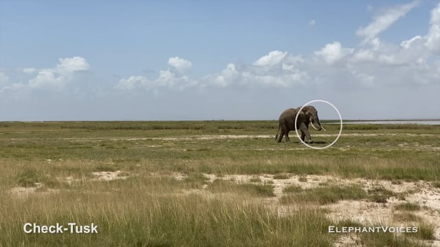 Check-Tusk. Context: Aggressive (4)