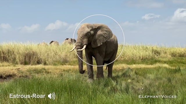 Estrous-Roar. Context: Advertisement & Attraction (5)