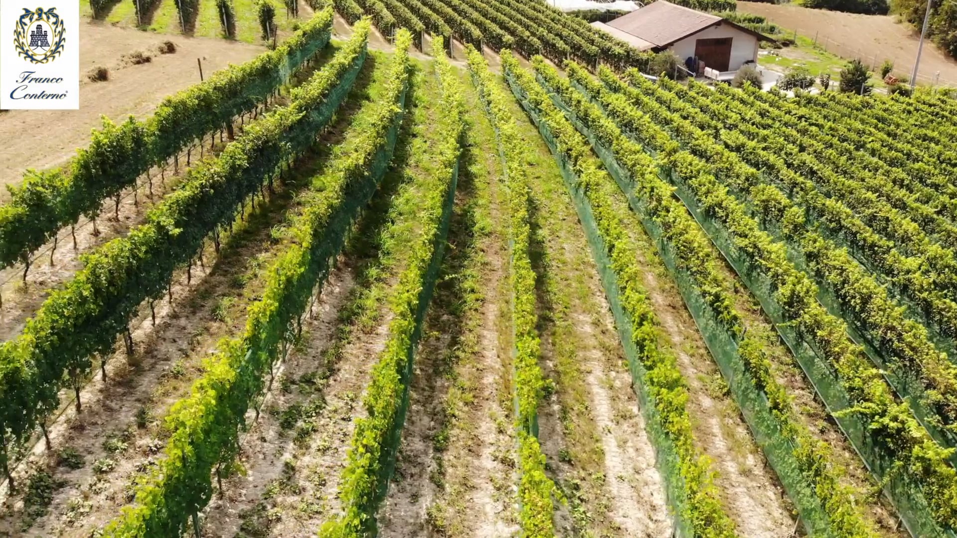 Franco Conterno | Vigneto in Novello | The vineyard in Novello