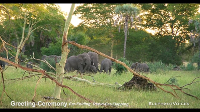 Greeting-Ceremony. Context: Affiliative (5)