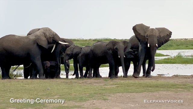 Greeting-Ceremony. Context: Affiliative (8)