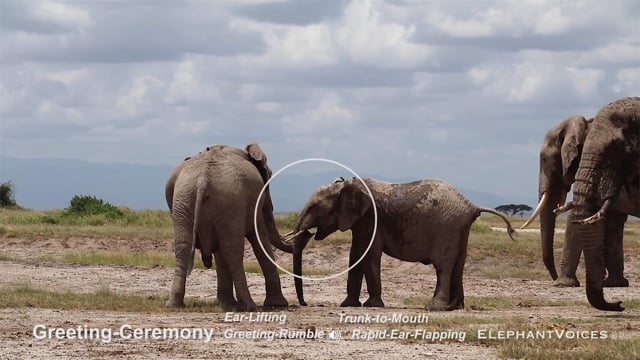 Greeting-Ceremony. Context: Affiliative (9)