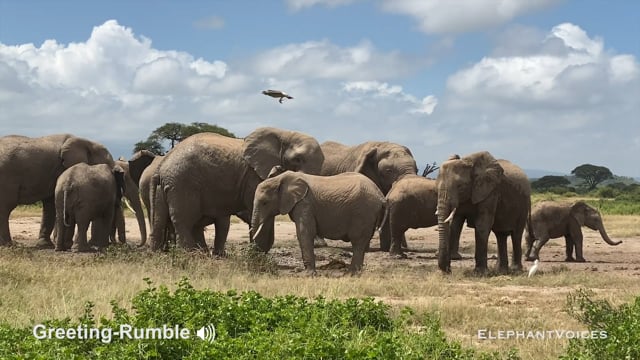 Greeting-Rumble. Context: Affiliative (5)